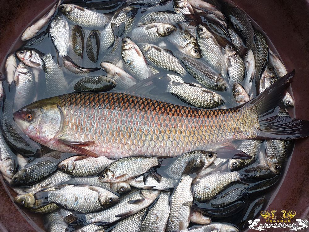 菜场闲逛（再次声明是菜场所拍哦）