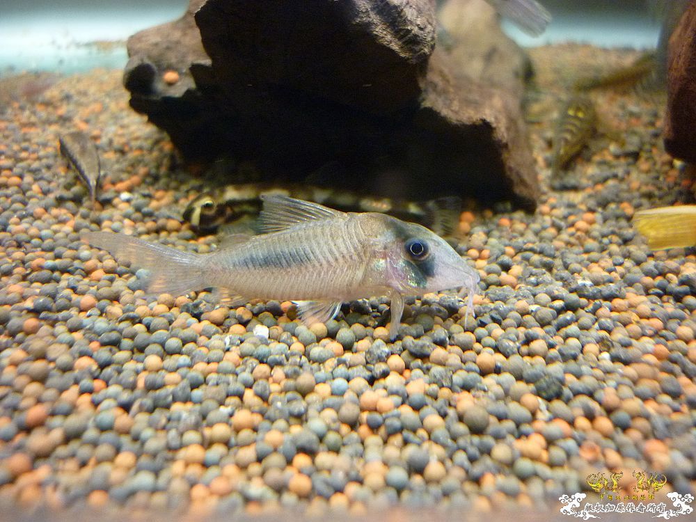 菜场闲逛和吸鳅（再次声明死鱼是菜场所拍哦）