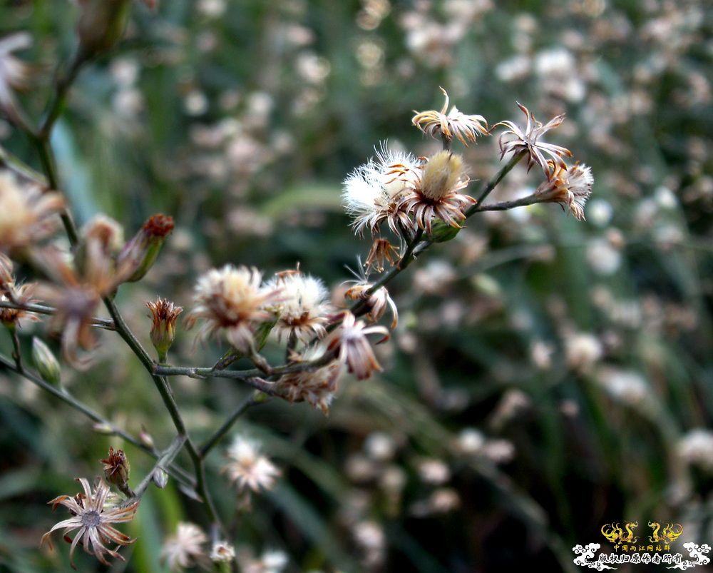 [原创]今年要过去了，整上来
