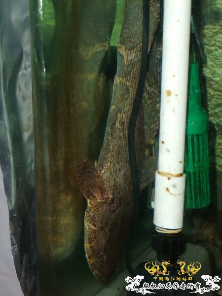 [贴图][原创]杨晨来也！