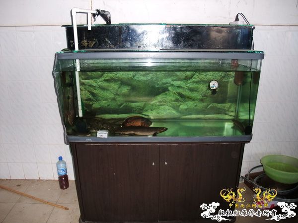 [贴图][原创]杨晨来也！