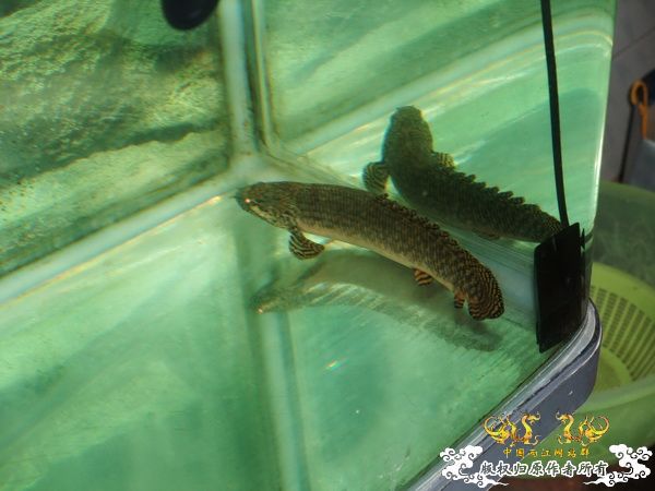 [贴图][原创]杨晨来也！