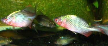 养高体得出的结论