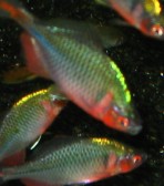 养高体得出的结论