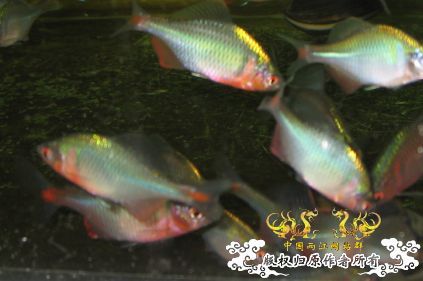 发下我养的高体旁皮，另得出一个结论[组图[