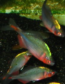 发下我养的高体旁皮，另得出一个结论[组图[