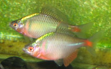 发下我养的高体旁皮，另得出一个结论[组图[