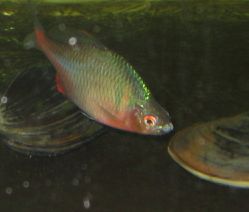 发下我养的高体旁皮，另得出一个结论[组图[