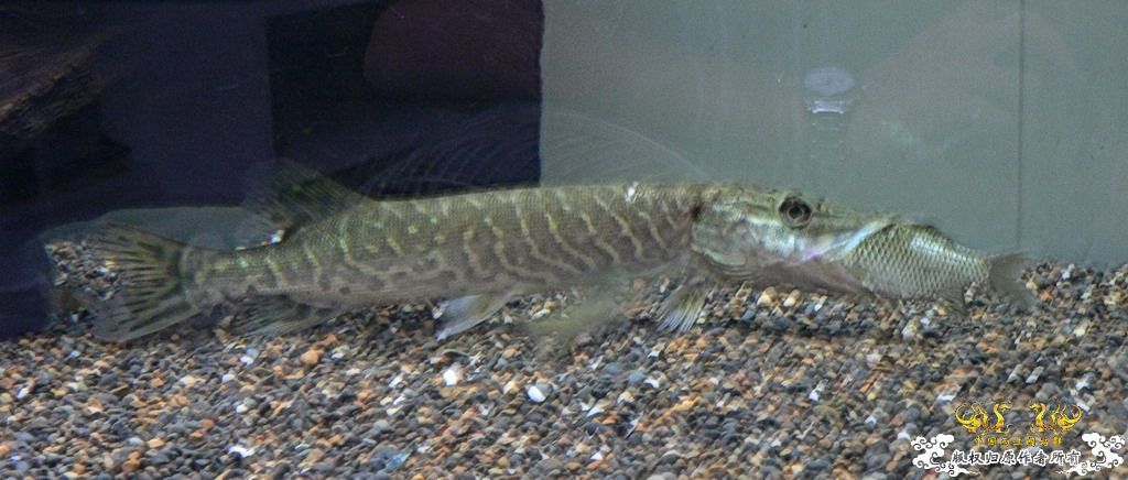 忘了发没发过，进食中白斑狗