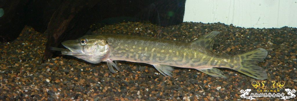 忘了发没发过，进食中白斑狗