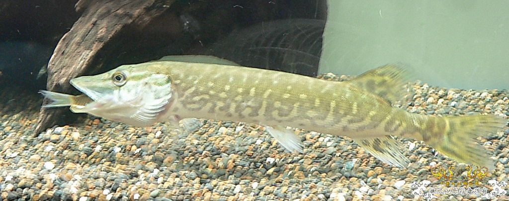 忘了发没发过，进食中白斑狗