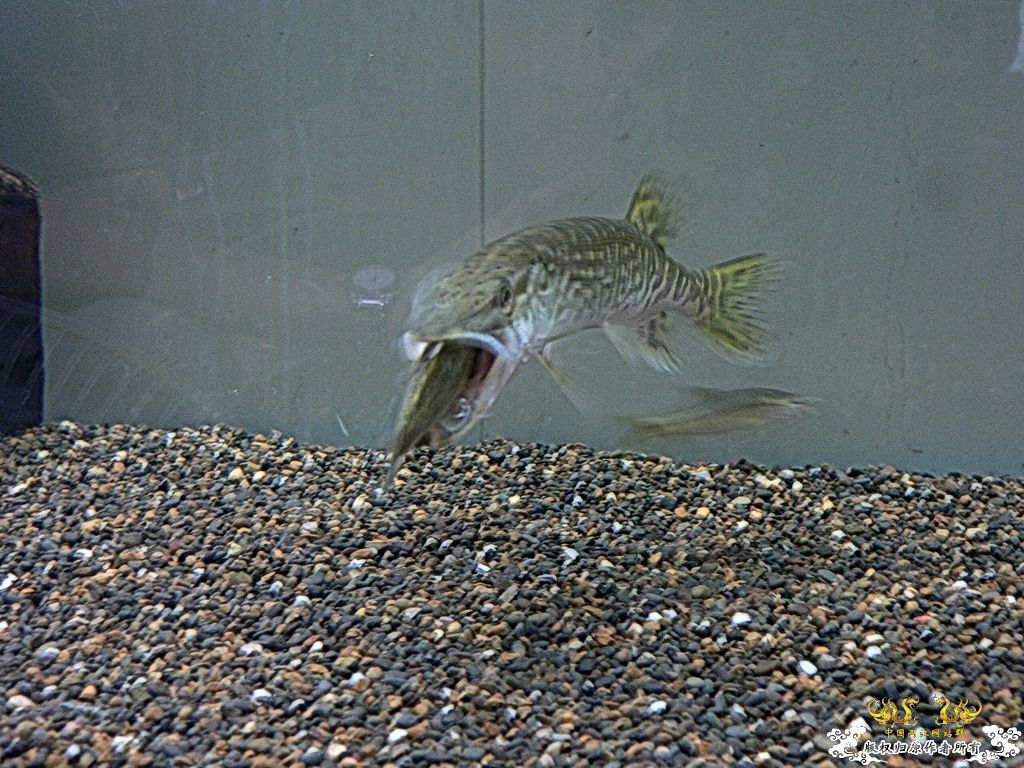 忘了发没发过，进食中白斑狗