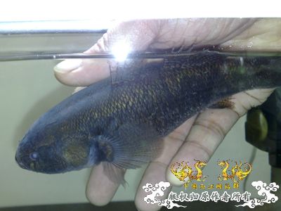 请问这条圆滚滚黑乎乎的鱼是什么鱼呀？