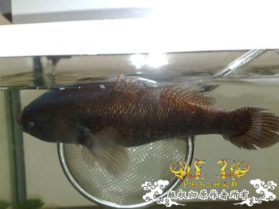 请问这条圆滚滚黑乎乎的鱼是什么鱼呀？