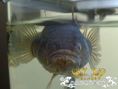 请问这条圆滚滚黑乎乎的鱼是什么鱼呀？