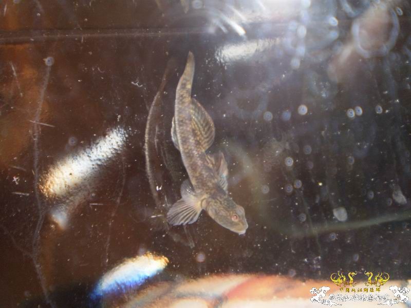 +++++++++++++++认虎+++++++++++++++++