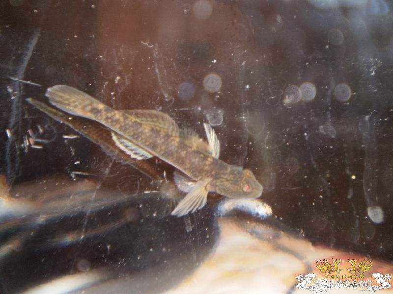 +++++++++++++++认虎+++++++++++++++++