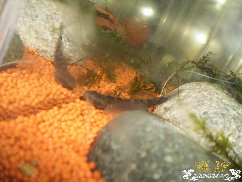 +++++++++++++++认虎+++++++++++++++++