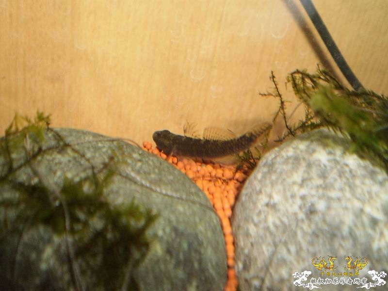 +++++++++++++++认虎+++++++++++++++++