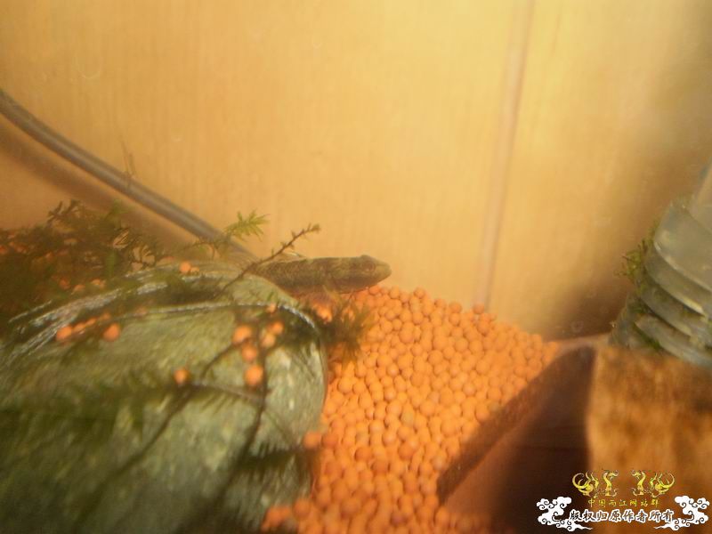 +++++++++++++++认虎+++++++++++++++++