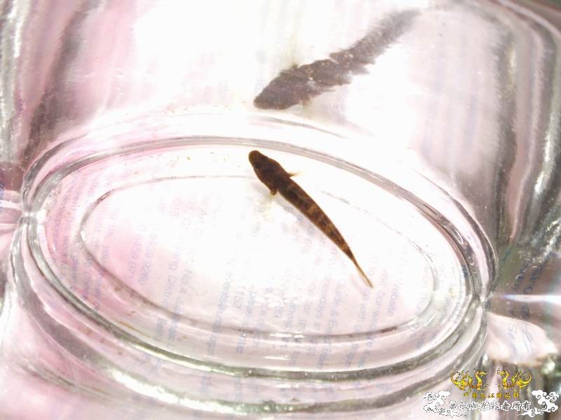 +++++++++++++++认虎+++++++++++++++++