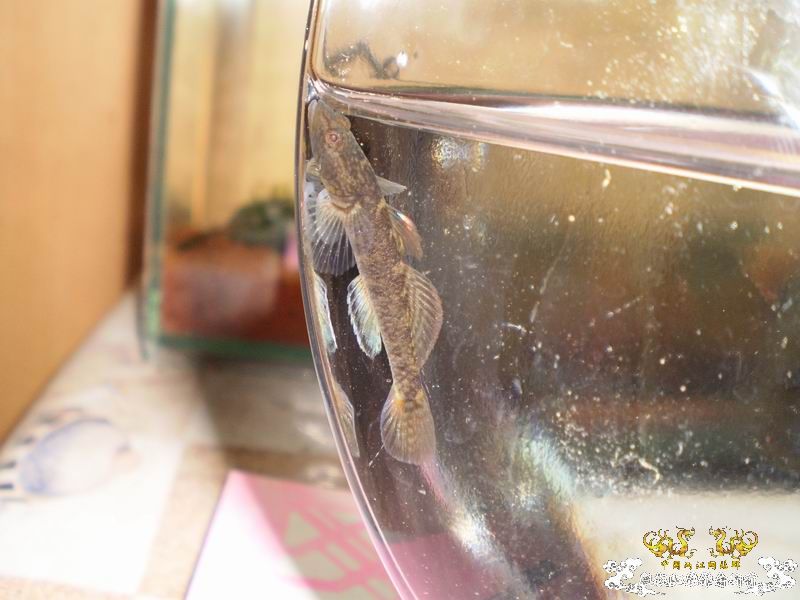 +++++++++++++++认虎+++++++++++++++++