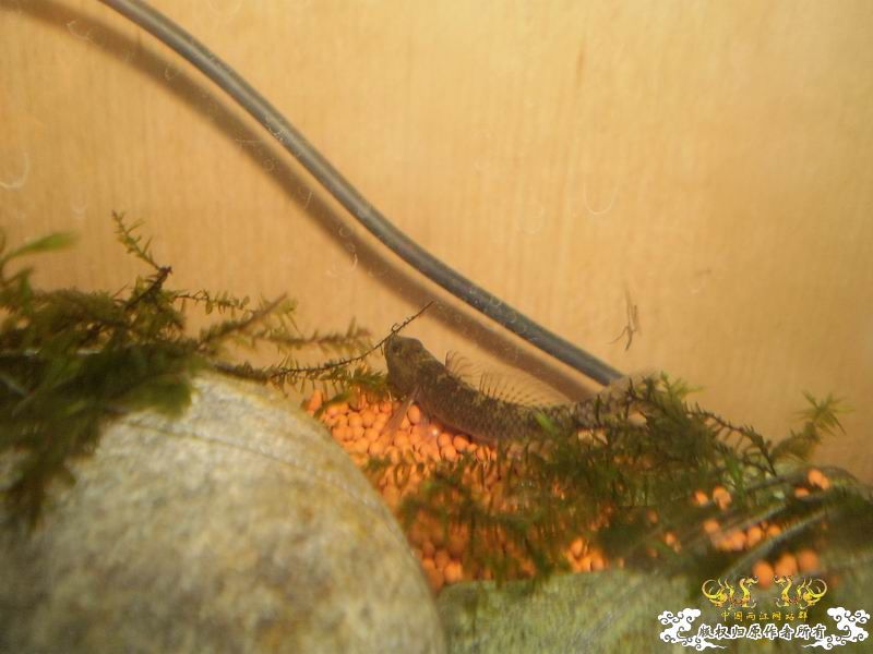 +++++++++++++++认虎+++++++++++++++++