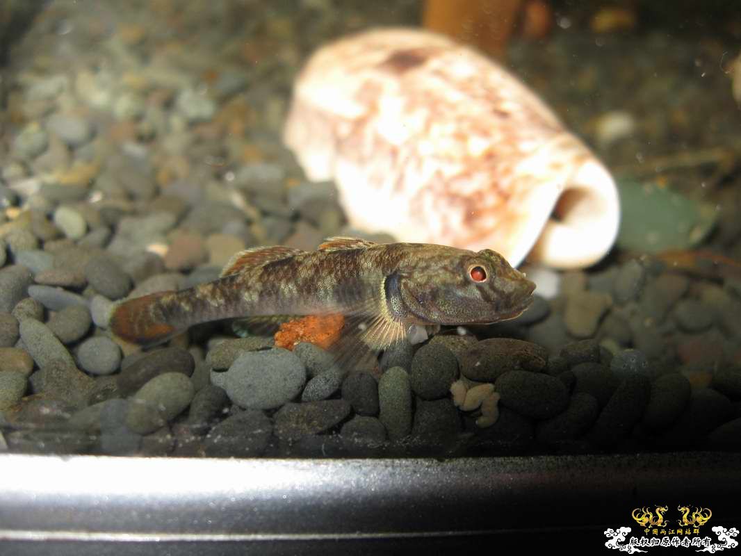 又到邕江边闲逛小有收获...