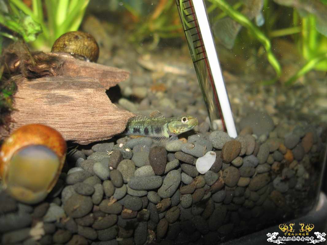 又到邕江边闲逛小有收获...