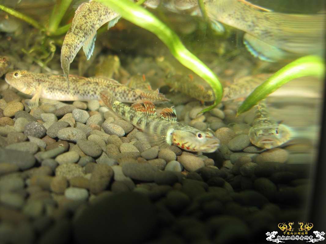 又到邕江边闲逛小有收获...