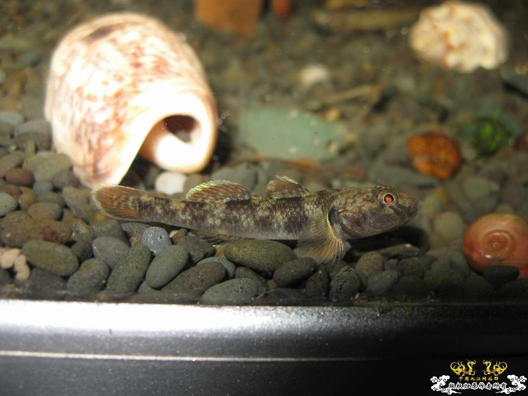 又到邕江边闲逛小有收获...