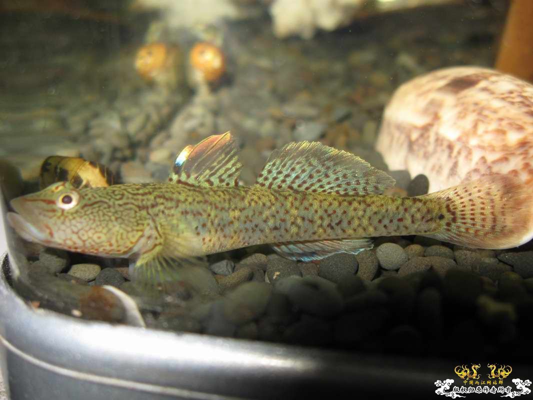 又到邕江边闲逛小有收获...