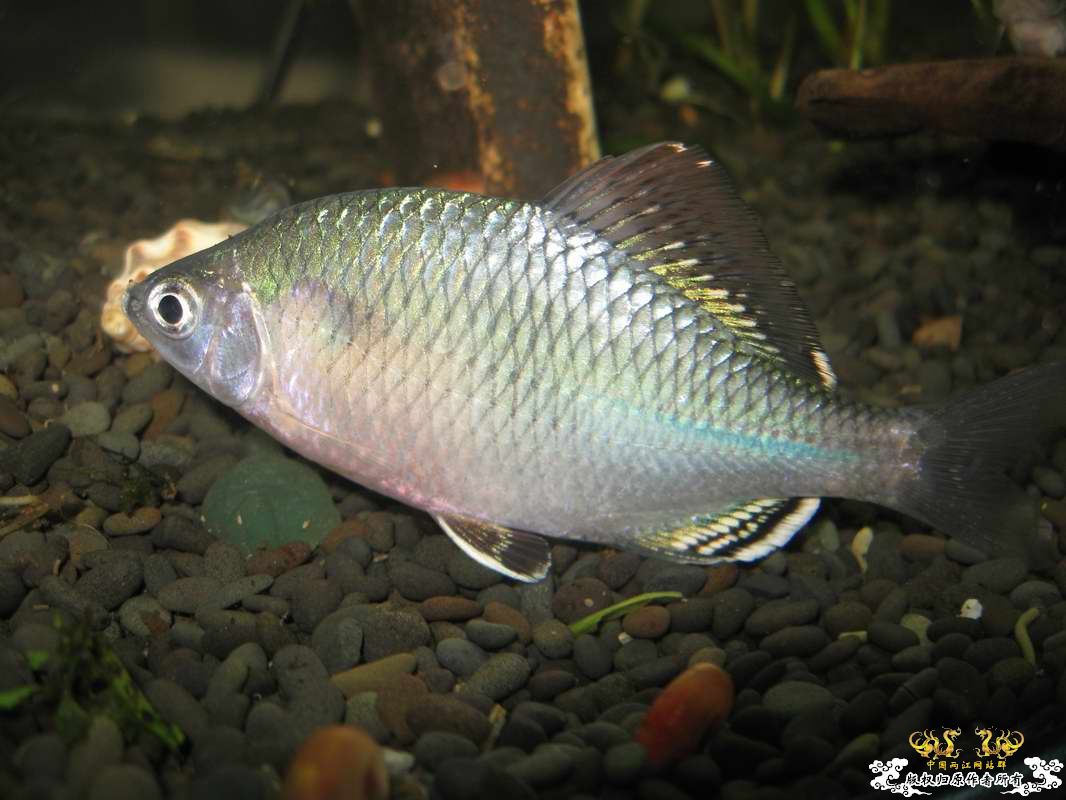 又到邕江边闲逛小有收获...