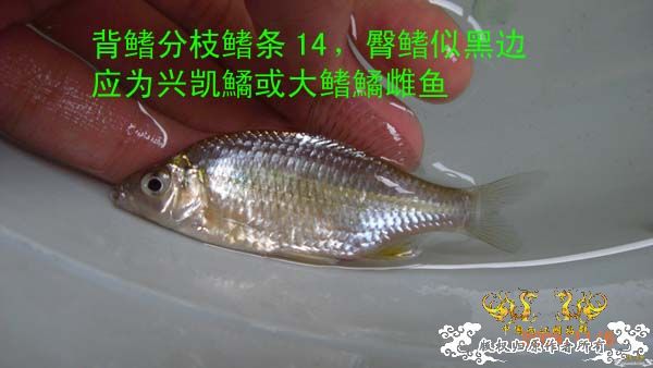 淘到这种鱊了