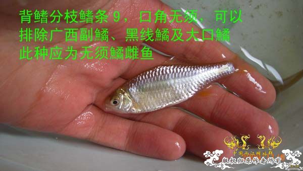 淘到这种鱊了