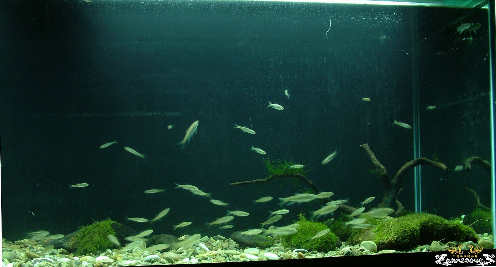 210*60*70，12月7更新！！初景