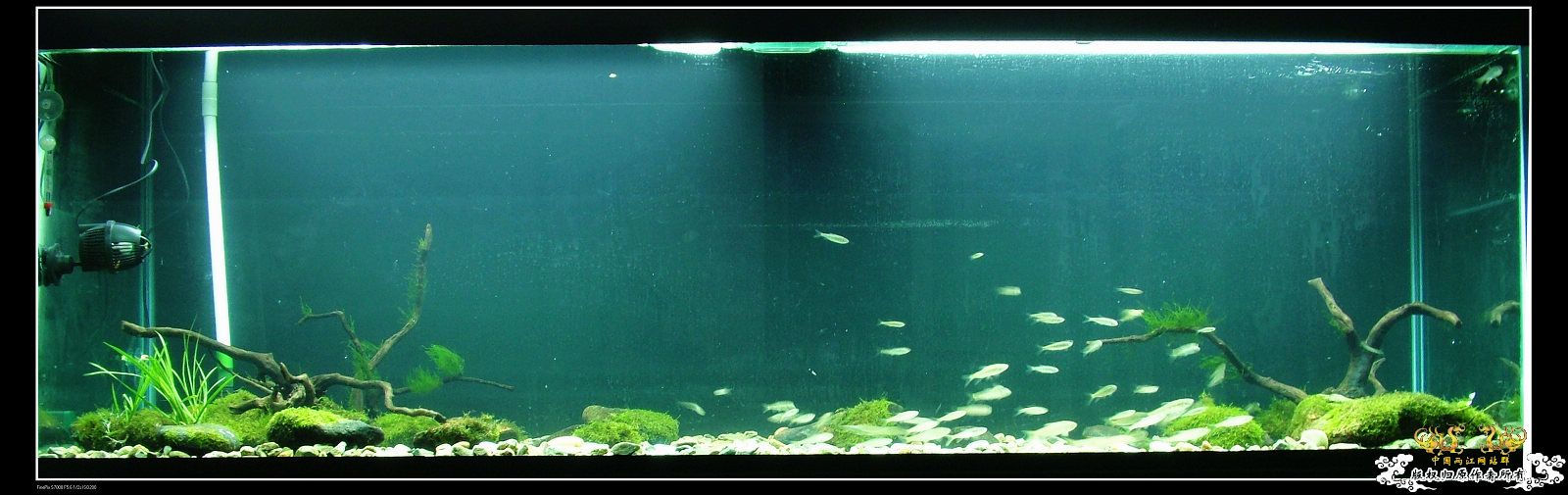 210*60*70，12月7更新！！初景