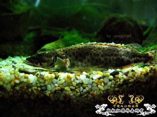 xo总,我要看红暗鳜和长体鳜的遗照~~