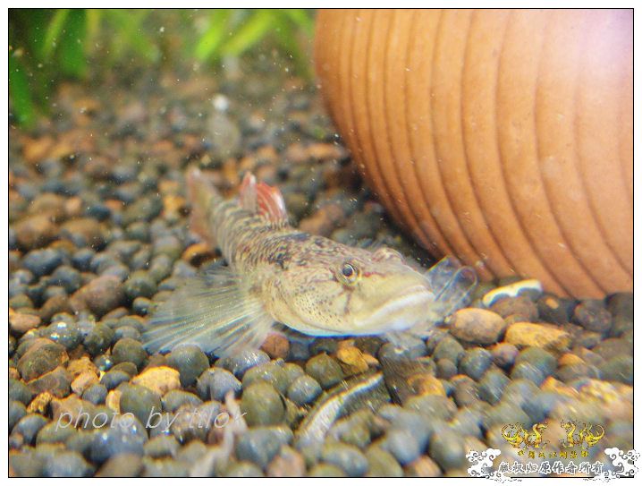 SP大扁头吻虾虎发色了