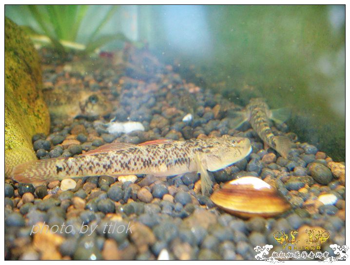 SP大扁头吻虾虎发色了