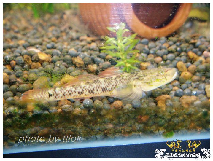 SP大扁头吻虾虎发色了