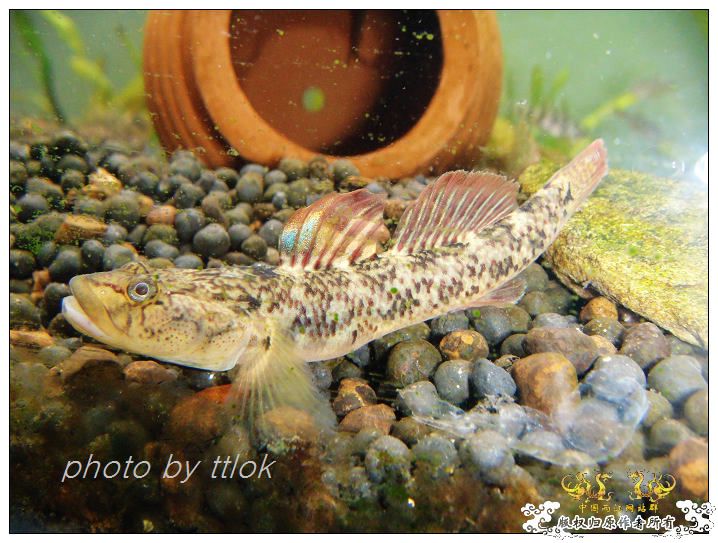 SP大扁头吻虾虎发色了