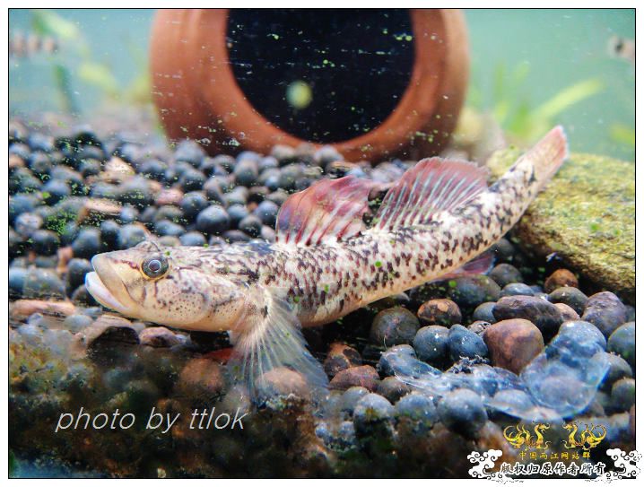 SP大扁头吻虾虎发色了