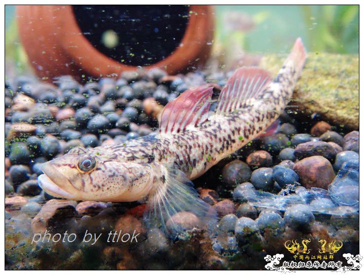 SP大扁头吻虾虎发色了