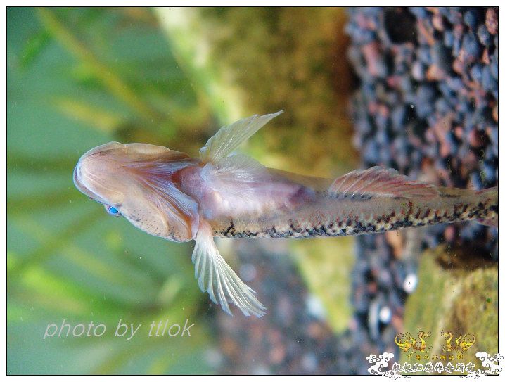 SP大扁头吻虾虎发色了