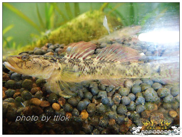 SP大扁头吻虾虎发色了