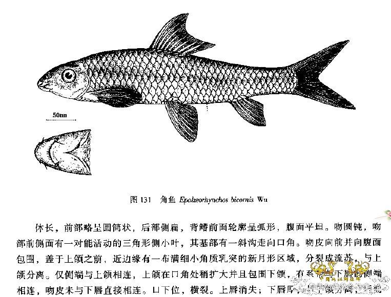 角鱼真的只在怒江分布吗？