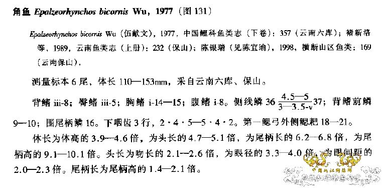 角鱼真的只在怒江分布吗？