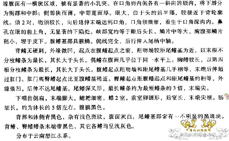 角鱼真的只在怒江分布吗？