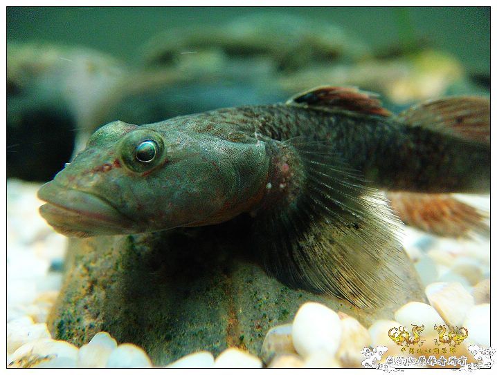 SP大扁头吻虾虎发色了